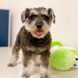『【犬】M.シュナウザー5歳の里親募集を開始しました』の画像