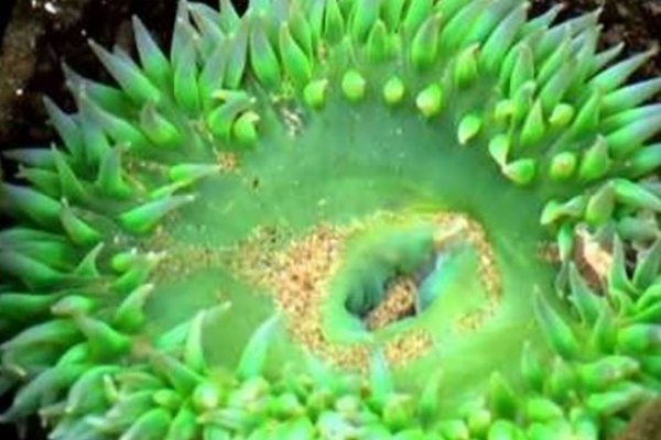 みんなのトラウマ 脅威の水棲生物 ジャイアントグリーンアネモネ Nicheee ニッチー テレビリサーチ会社がお届けする情報サイト