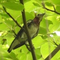 2026年7月17日の野鳥公園
