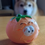 豆柴麦うた日記