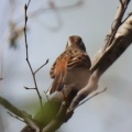 令和6(2024)年3月30日の鳥さん Vol.1　江戸川河川敷で野鳥の観察･撮影 小鳥たちが活発に動き回る!!ノスリも登場!!