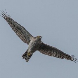 東京港野鳥公園　レンジャーブログ