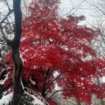 独身アラフォー会社員の日々の記録