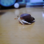 anahoimのオカヤドカリブログ