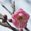 １月７日は何の日？