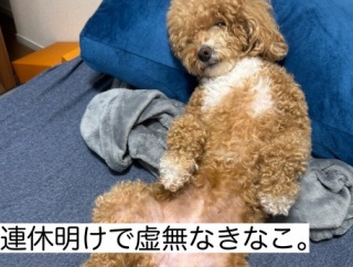 犬、いたずらしてるのがバレると眠そうな顔しない？