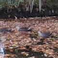 野川の鳥たち