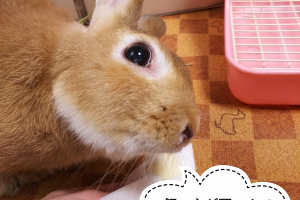 ぺろぺろうさぎぷうの部屋 ツンツン