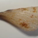 ビードロタイラギ