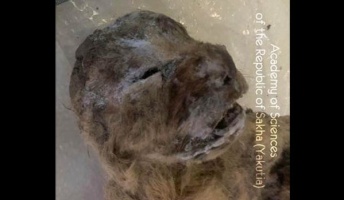 シベリアで氷河期の絶滅ライオン見つかる 永久凍土から凍結状態で、保存状態はきわめて良好