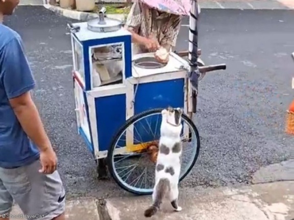 小さなアイスクリームワゴンの先頭で「まだ？」と訴える猫が愛おしい