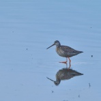 カメラ大好きおやじの野鳥と自然風景フォトアルバム