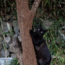 上手にのぼる。