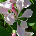 青い郊外の空の下・黄色と緑のセロファンの花たち