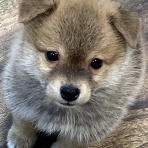 ペットショップワンラブ フレスポ御所野店のスタッフブログ