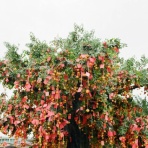 ポール先生のHSBC香港ガイド