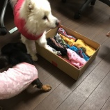 『東京都江戸川区Ｋ様、お洋服のご支援ありがとうございました。』の画像