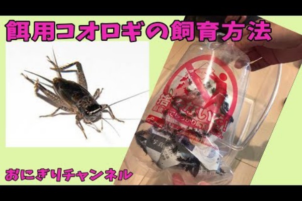 虫好きママの日常 コオロギ