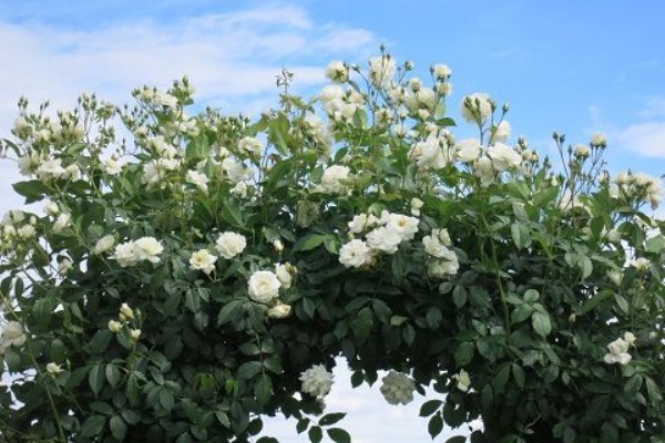 ミセスケイの薔薇コラム ツルアイスバーグ