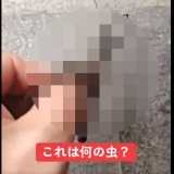 【閲覧注意】とんでもなくキモい昆虫、日本で捕獲されてしまう...