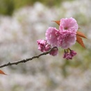 ヤエザクラ（八重桜） by Z50