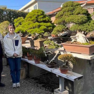 雨竹 盆栽 水石 便り