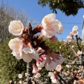 2月3日開花状況