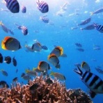 「うみ日記 @ 沖縄　ダイビング」