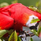 『投稿：BORGによる動物園編～アカコンゴウインコ＆ユキヒョウ　2022/09/24』の画像