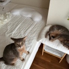 朝一番の猫たち