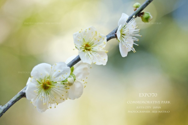 はなものがたり 松尾誠司写真集 花物語 冬の花 風景