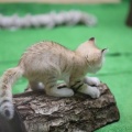 旦那が使ってるシャンプーやボディーソープやヘアジェルがなくなってくると、洗面台にポンって置いてある。買ってきてほしいならそう言うなりＬＩＮＥするなりしてよ！もうﾀﾋんで！