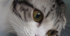 「猫だらけ」の猫たち、同い年は誰と誰？