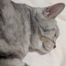 呆けても元に戻る