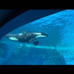 浜松市　東区　ペットショップ　ワンラブ浜松本店ブログ