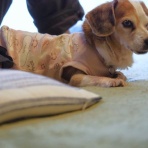 花とワンコな日々