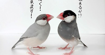 代々出来ることはジルにも出来る