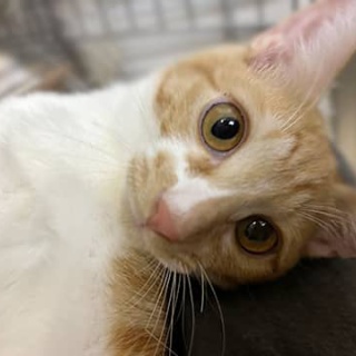 東京キャットガーディアンシェルター日記