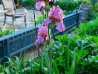 ビオラから次の花々へ・・