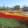 木曽三川公園チューリップ
