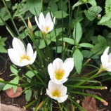 �ء�ī�Τ����������ͥ�󥿥������ŷЧ��ͼ�Ȥ���̣���顼��󡪡�������ؤ���ͷ�Ӥ����פ��С��Τ�ͷ�ӥ��꡼�����Ǥ����٤β���