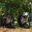 神戸動物王国119､クビワペッカリー2 #1311
