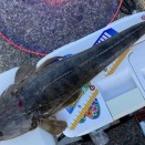 小浜でキス釣り　(夏の海かな)