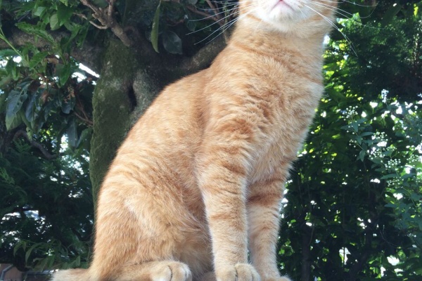 ねこかます - 茶トラ