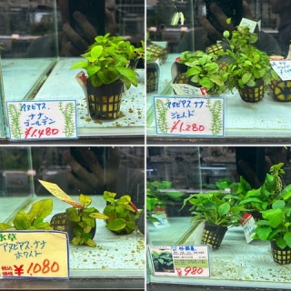 SONOアクアプランツファーム水草･海藻情報局