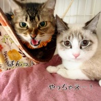 猫とお酒と日々のこと