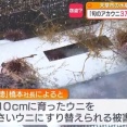 熊本の水産業者、3万個の育てたウニを成長する前のウニにすり替えられる