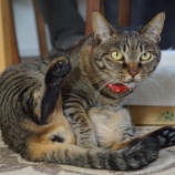 御花摘み後に鳴く猫