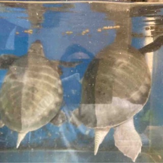 大型熱帯魚屋  ZEEBRA