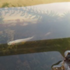 初心者向け メダカの卵を取るタイミングは 産んだらすぐ 虎ノ門虎之助のベランダ ラボラトリー Ft メダカ